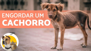 Como Ajudar Pets Magros e Desnutridos com Vitaminas Certas