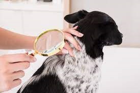 Prevenindo a Queda de Pelo em Pets com Vitaminas Adequadas